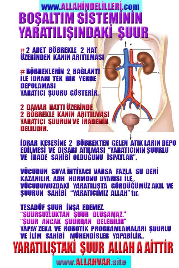 ALLAH ın delilleri,ALLAH, #ALLAH, allah-delilleri, allahin-delilleri, allahin delilleri, allah in varlığının delilleri,