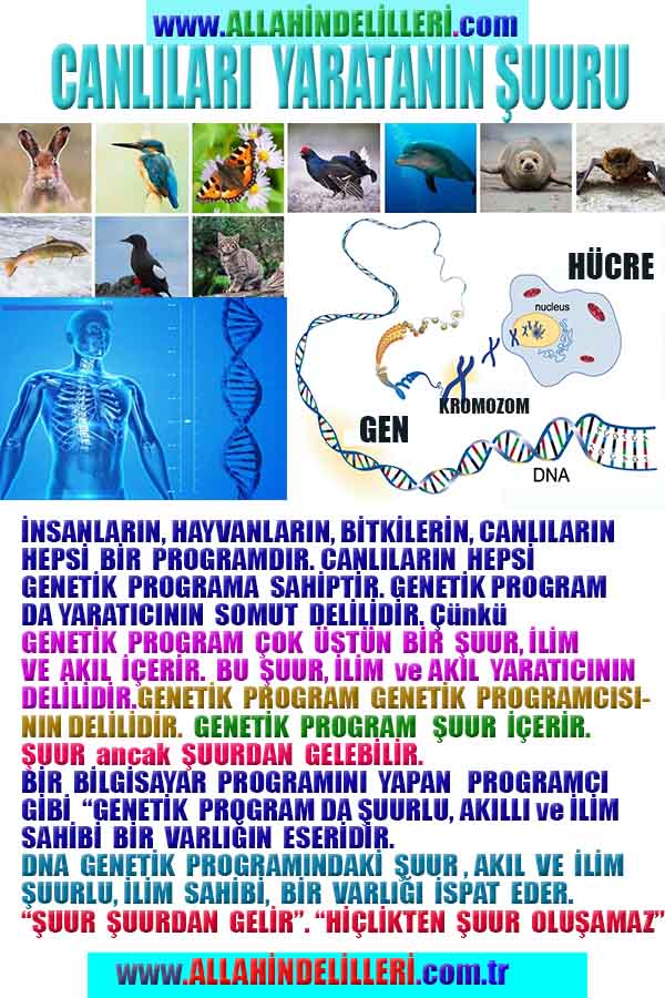 ALLAH ın delilleri,ALLAH, #ALLAH, allah-delilleri, allahin-delilleri, allahin delilleri, allah in varlığının delilleri,