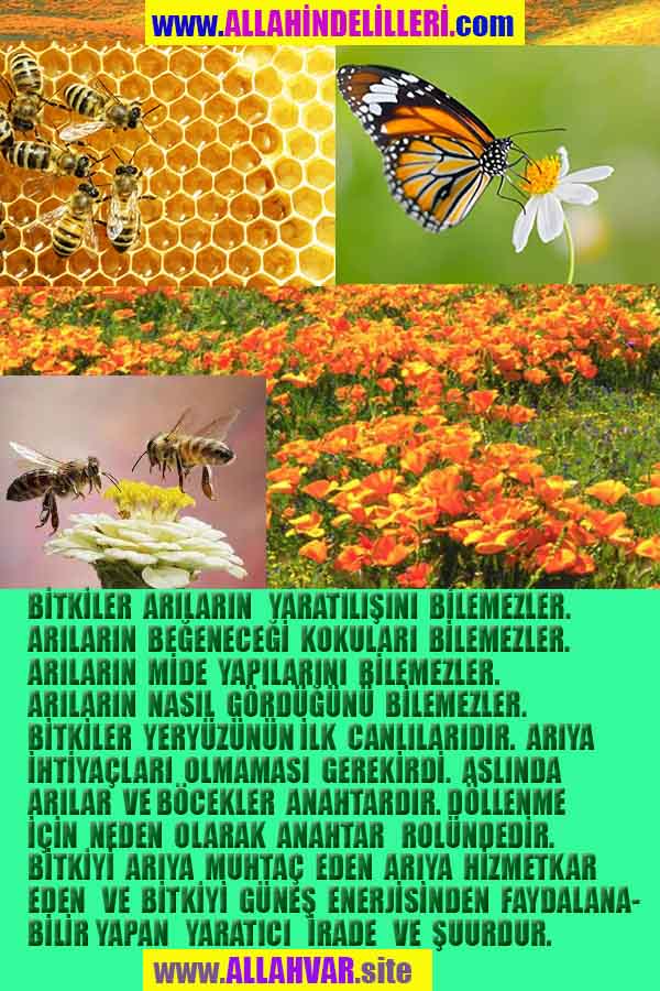 ALLAH ın delilleri,ALLAH, #ALLAH, allah-delilleri, allahin-delilleri, allahin delilleri, allah in varlığının delilleri,