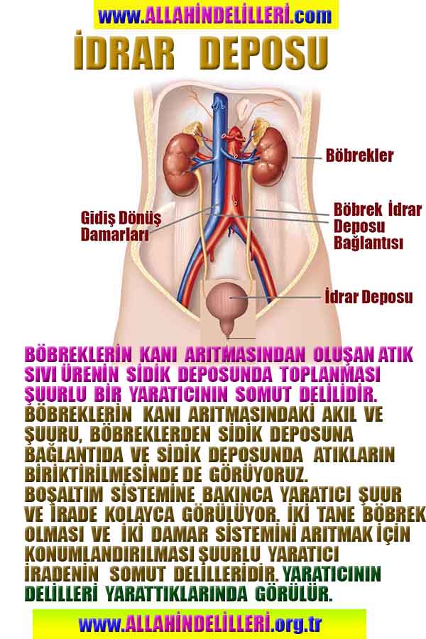 ALLAH ın delilleri,ALLAH, #ALLAH, allah-delilleri, allahin-delilleri, allahin delilleri, allah in varlığının delilleri,