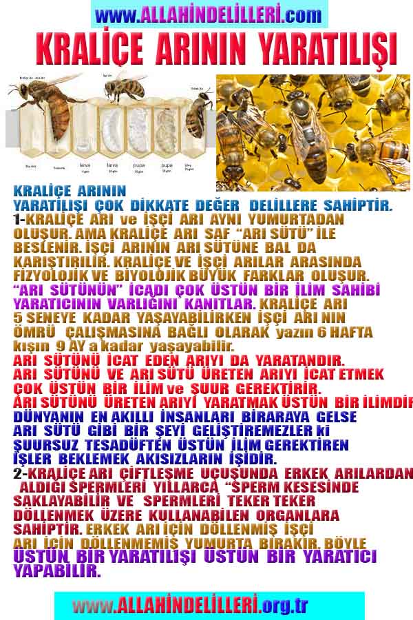 ALLAH, #ALLAH, allah-delilleri, allahin-delilleri, allahin delilleri, allah in varlığının delilleri,