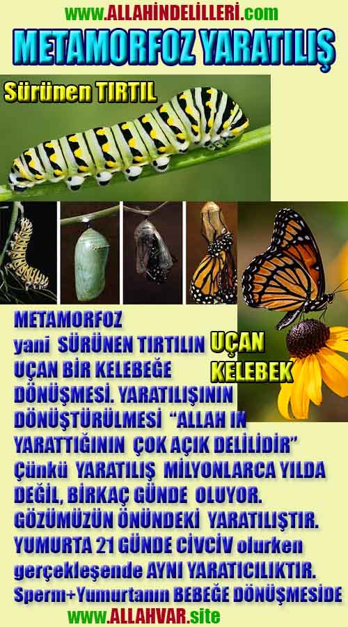 ALLAH, #ALLAH, allah-delilleri, allahin-delilleri, allahin delilleri, allah in varlığının delilleri,