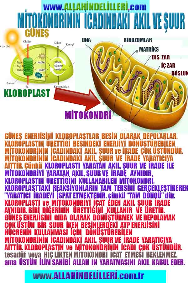 ALLAH ın delilleri,ALLAH, #ALLAH, allah-delilleri, allahin-delilleri, allahin delilleri, allah in varlığının delilleri,