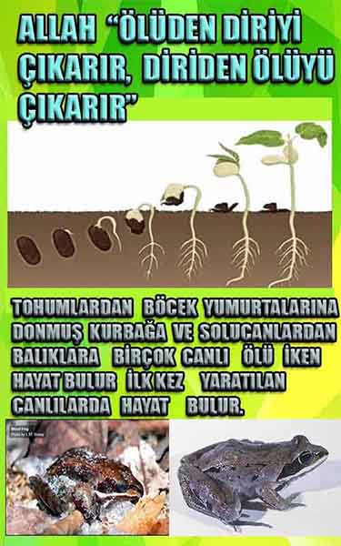 ALLAH ın delilleri,ALLAH, #ALLAH, allah-delilleri, allahin-delilleri, allahin delilleri, allah in varlığının delilleri,