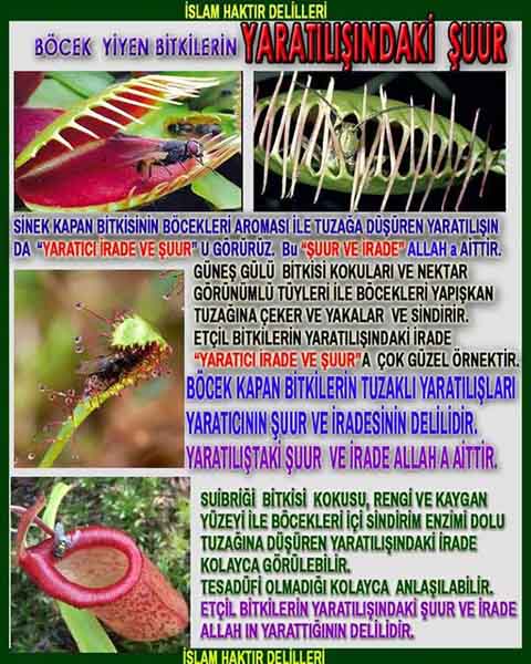 ALLAH, #ALLAH, allah-delilleri, allahin-delilleri, allahin delilleri, allah in varlığının delilleri, allahin varlığınin delilleri, allah var, @allahvar, @allah-delilleri, #allah-delil, #allahin-delilleri, allahin varlığını nasıl anlayabilirim?