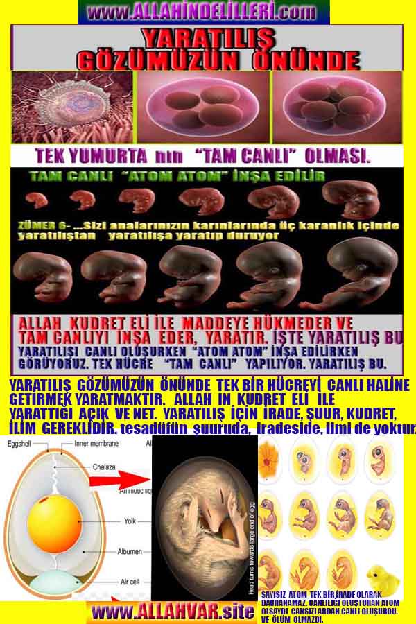 ALLAH, #ALLAH, allah-delilleri, allahin-delilleri, allahin delilleri, allah in varlığının delilleri,