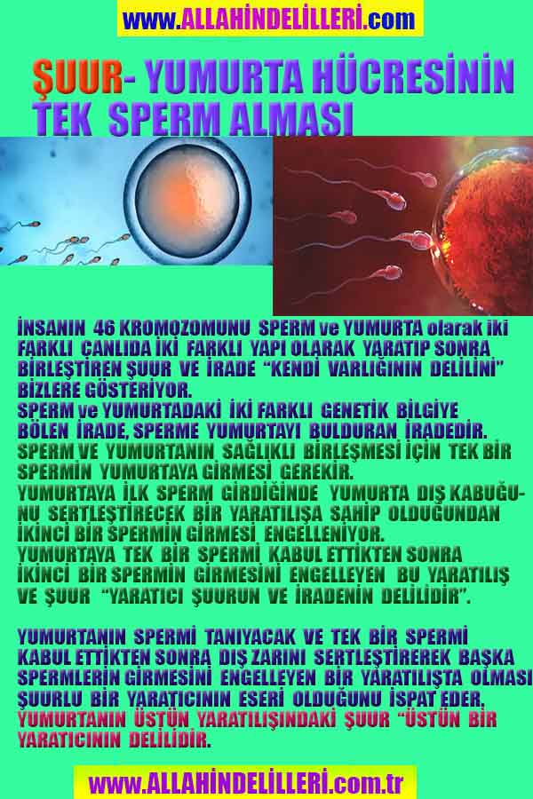 ALLAH ın delilleri,ALLAH, #ALLAH, allah-delilleri, allahin-delilleri, allahin delilleri, allah in varlığının delilleri,